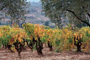 來(lái)自世界的新春有機(jī)問(wèn)候 正谷進(jìn)口食品卡亮相進(jìn)博會(huì)金沙谷